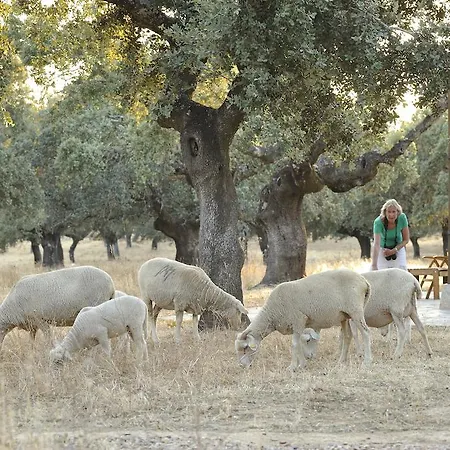 Abubillas * Jaraicejo