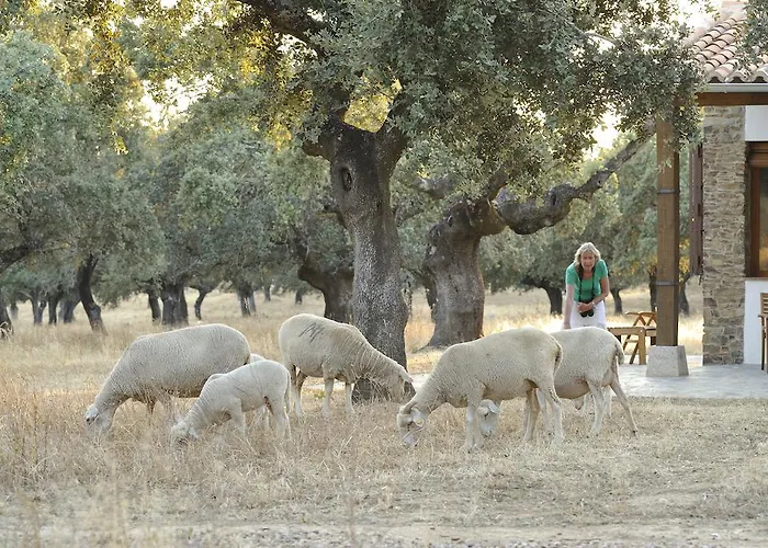 Abubillas * Jaraicejo